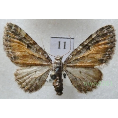 Eupithecia icterata (de Villers, 1789) Czech11